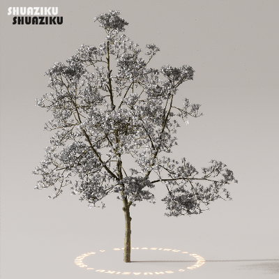 图片[47]-D5渲染器室外植物树木模型下载50个-刷子库