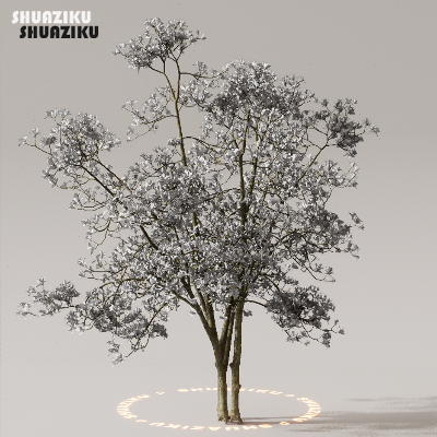 图片[48]-D5渲染器室外植物树木模型下载50个-刷子库