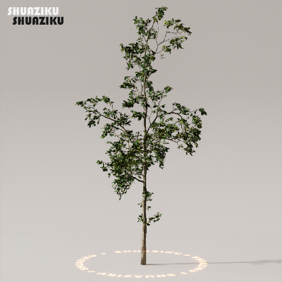 图片[50]-D5渲染器室外植物树木模型下载50个-刷子库