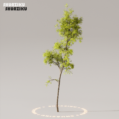 图片[6]-D5渲染器室外植物树木模型下载50个-刷子库