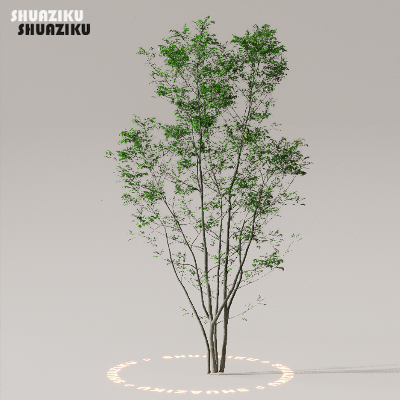 图片[9]-D5渲染器室外植物树木模型下载50个-刷子库