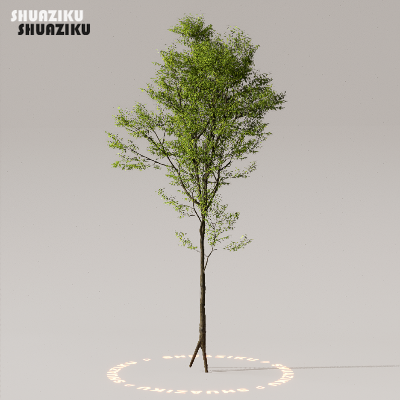 图片[12]-D5渲染器室外植物树木模型下载50个-刷子库