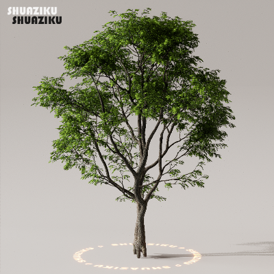 图片[18]-D5渲染器室外植物树木模型下载50个-刷子库