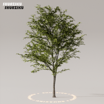 图片[20]-D5渲染器室外植物树木模型下载50个-刷子库