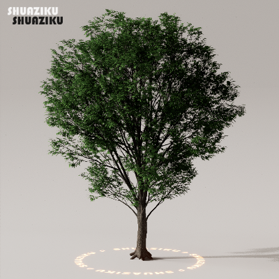 图片[24]-D5渲染器室外植物树木模型下载50个-刷子库