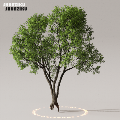 图片[25]-D5渲染器室外植物树木模型下载50个-刷子库