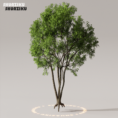 图片[26]-D5渲染器室外植物树木模型下载50个-刷子库