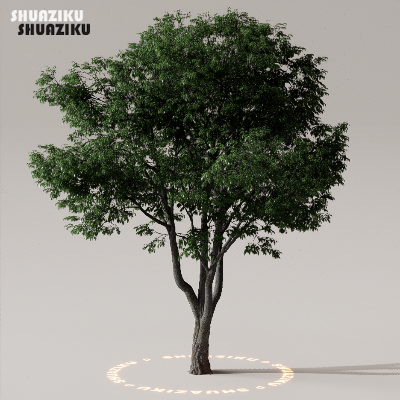 图片[38]-D5渲染器室外植物树木模型下载50个-刷子库