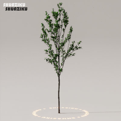 图片[40]-D5渲染器室外植物树木模型下载50个-刷子库