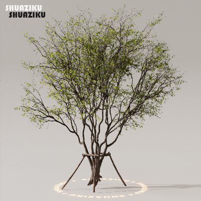 图片[41]-D5渲染器室外植物树木模型下载50个-刷子库