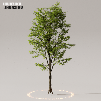 图片[42]-D5渲染器室外植物树木模型下载50个-刷子库