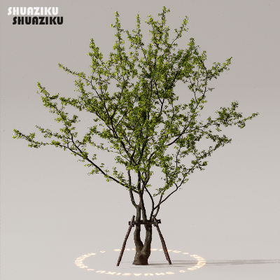 图片[45]-D5渲染器室外植物树木模型下载50个-刷子库