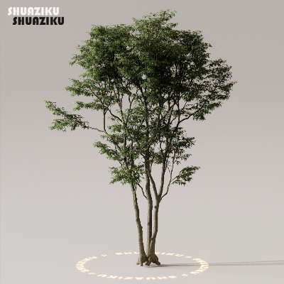 图片[47]-D5渲染器室外植物树木模型下载50个-刷子库