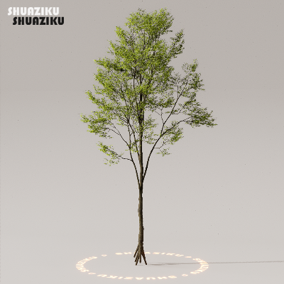 图片[48]-D5渲染器室外植物树木模型下载50个-刷子库