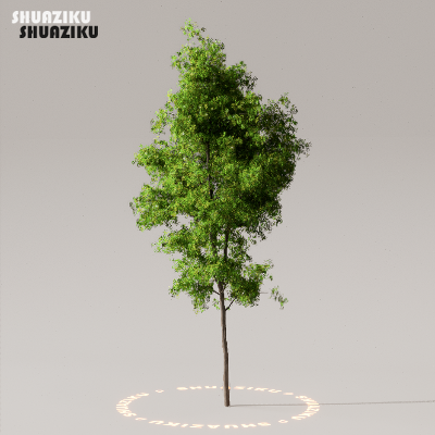 图片[1]-D5渲染器室外植物树木模型下载50个-刷子库