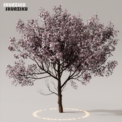 图片[2]-D5渲染器室外植物树木模型下载50个-刷子库