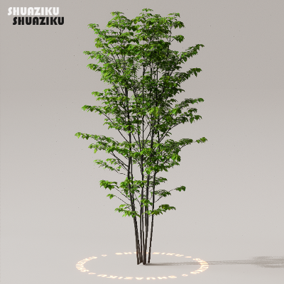 图片[5]-D5渲染器室外植物树木模型下载50个-刷子库