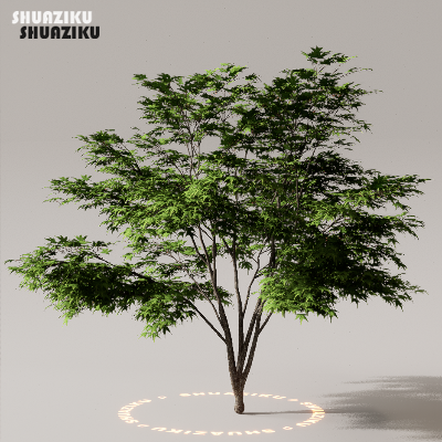 图片[9]-D5渲染器室外植物树木模型下载50个-刷子库