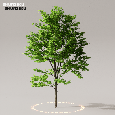 图片[11]-D5渲染器室外植物树木模型下载50个-刷子库