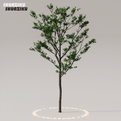 图片[12]-D5渲染器室外植物树木模型下载50个-刷子库