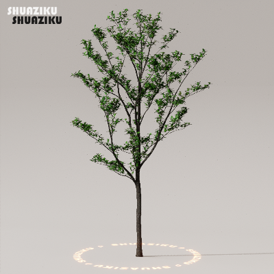 图片[13]-D5渲染器室外植物树木模型下载50个-刷子库