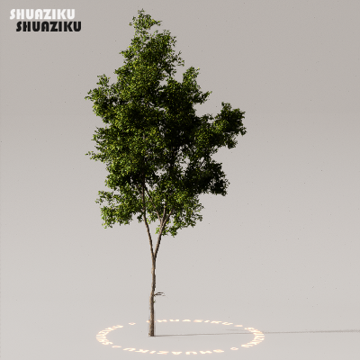 图片[15]-D5渲染器室外植物树木模型下载50个-刷子库