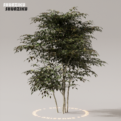 图片[16]-D5渲染器室外植物树木模型下载50个-刷子库