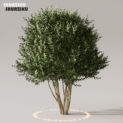 图片[18]-D5渲染器室外植物树木模型下载50个-刷子库