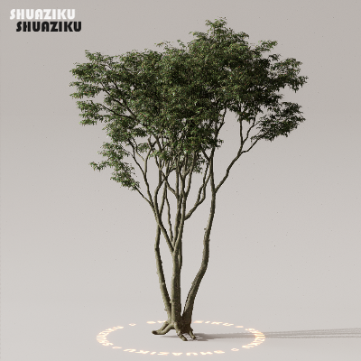 图片[19]-D5渲染器室外植物树木模型下载50个-刷子库