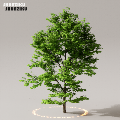 图片[21]-D5渲染器室外植物树木模型下载50个-刷子库