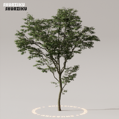 图片[22]-D5渲染器室外植物树木模型下载50个-刷子库