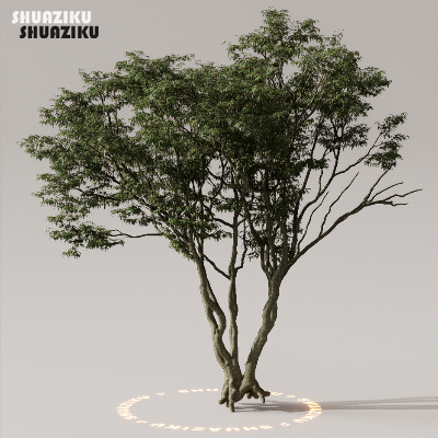 图片[24]-D5渲染器室外植物树木模型下载50个-刷子库