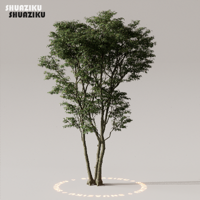 图片[26]-D5渲染器室外植物树木模型下载50个-刷子库