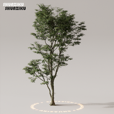 图片[27]-D5渲染器室外植物树木模型下载50个-刷子库