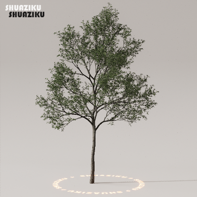 图片[29]-D5渲染器室外植物树木模型下载50个-刷子库