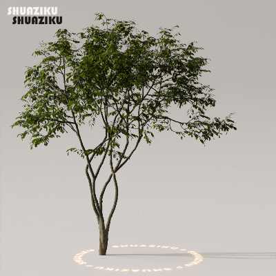 图片[30]-D5渲染器室外植物树木模型下载50个-刷子库