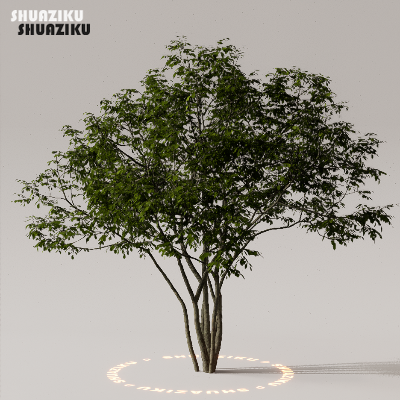 图片[32]-D5渲染器室外植物树木模型下载50个-刷子库