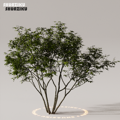 图片[35]-D5渲染器室外植物树木模型下载50个-刷子库