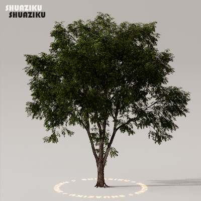 图片[36]-D5渲染器室外植物树木模型下载50个-刷子库