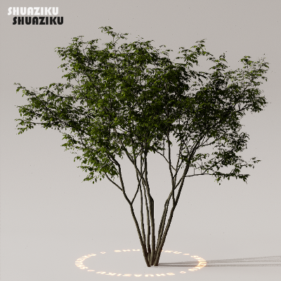 图片[37]-D5渲染器室外植物树木模型下载50个-刷子库