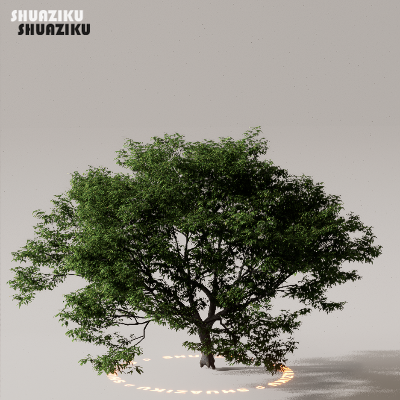 图片[38]-D5渲染器室外植物树木模型下载50个-刷子库