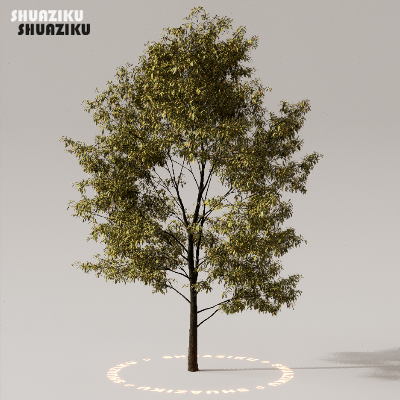 图片[39]-D5渲染器室外植物树木模型下载50个-刷子库