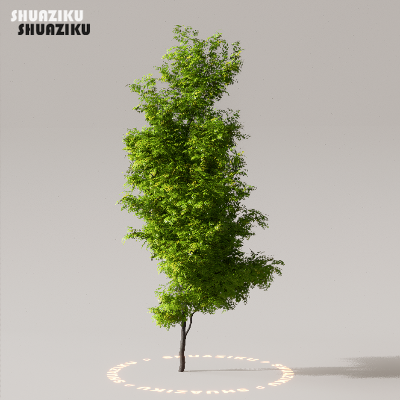 图片[42]-D5渲染器室外植物树木模型下载50个-刷子库