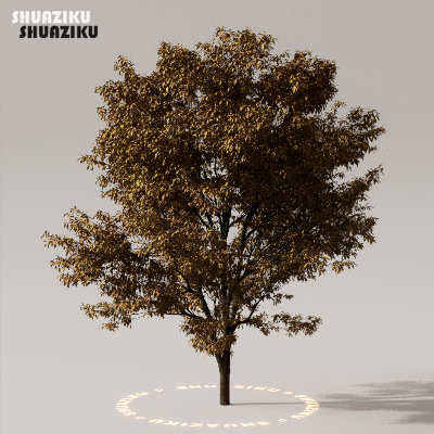 图片[43]-D5渲染器室外植物树木模型下载50个-刷子库