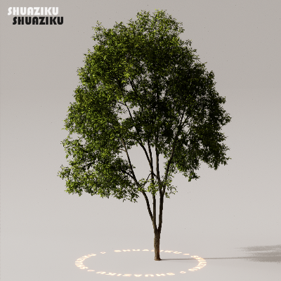 图片[44]-D5渲染器室外植物树木模型下载50个-刷子库