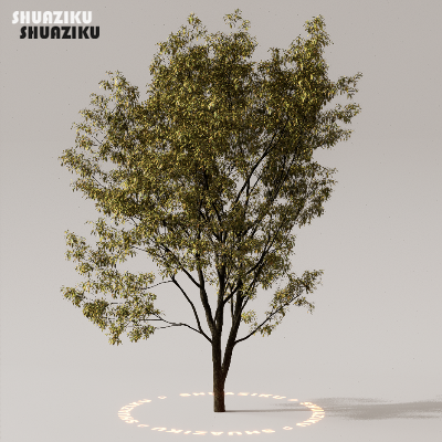 图片[45]-D5渲染器室外植物树木模型下载50个-刷子库