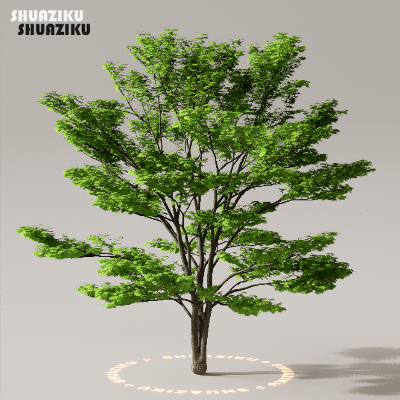 图片[46]-D5渲染器室外植物树木模型下载50个-刷子库