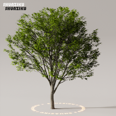 图片[47]-D5渲染器室外植物树木模型下载50个-刷子库