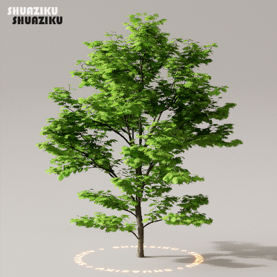 图片[49]-D5渲染器室外植物树木模型下载50个-刷子库