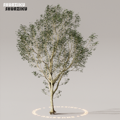 图片[2]-D5渲染器室外植物树木模型下载50个-刷子库